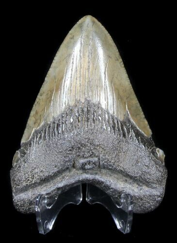 Megalodon Tooth - South Carolina #37629
